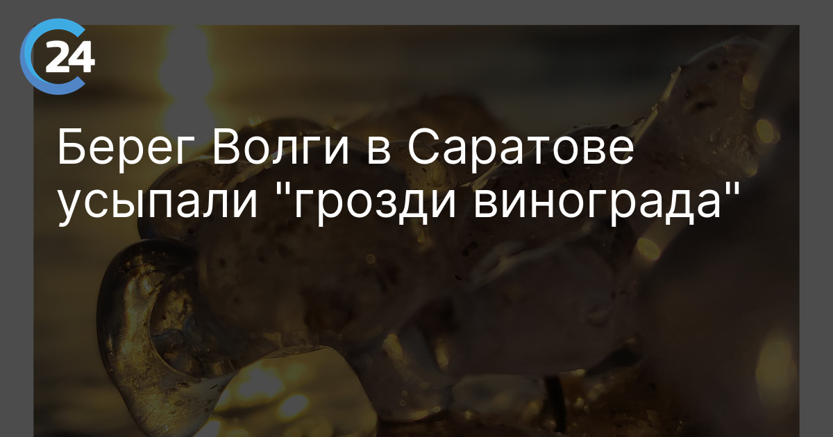 Берег Волги в Саратове усыпали "грозди винограда"