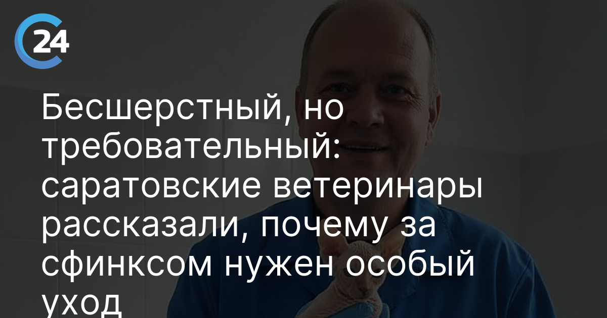 Бесшерстный, но требовательный: саратовские ветеринары рассказали, почему за сфинксом нужен особый уход