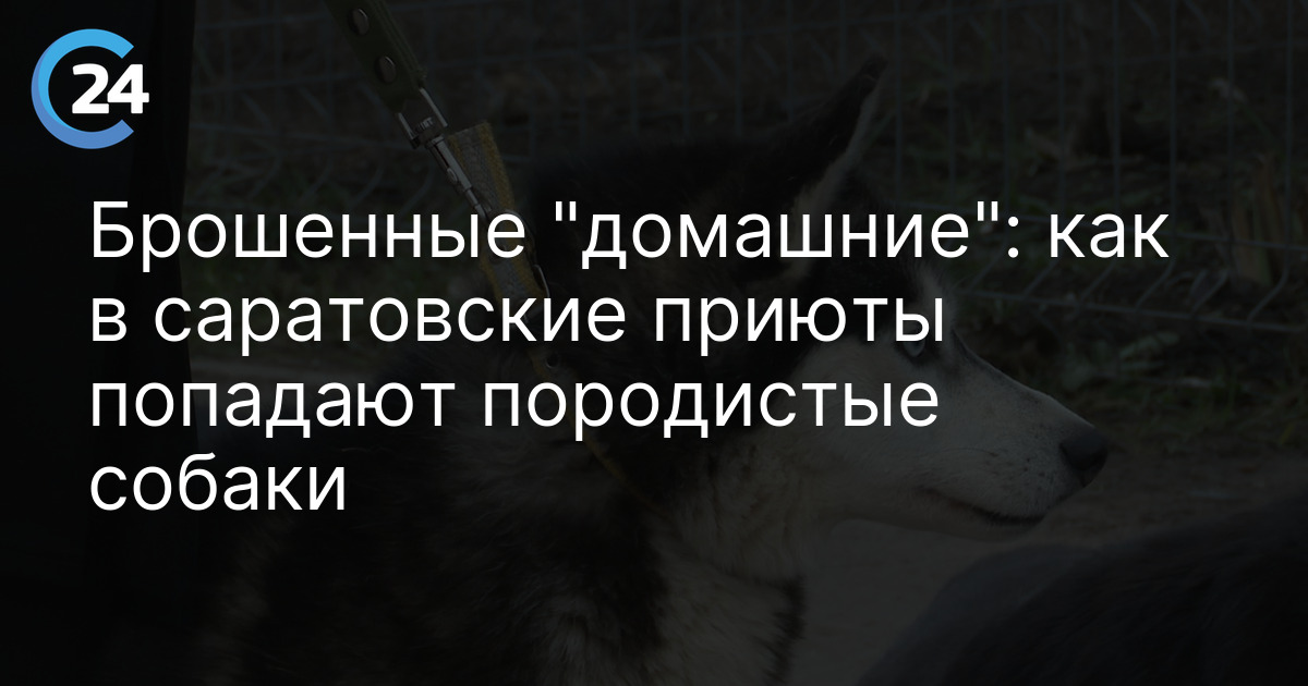 Брошенные "домашние": как в саратовские приюты попадают породистые собаки
