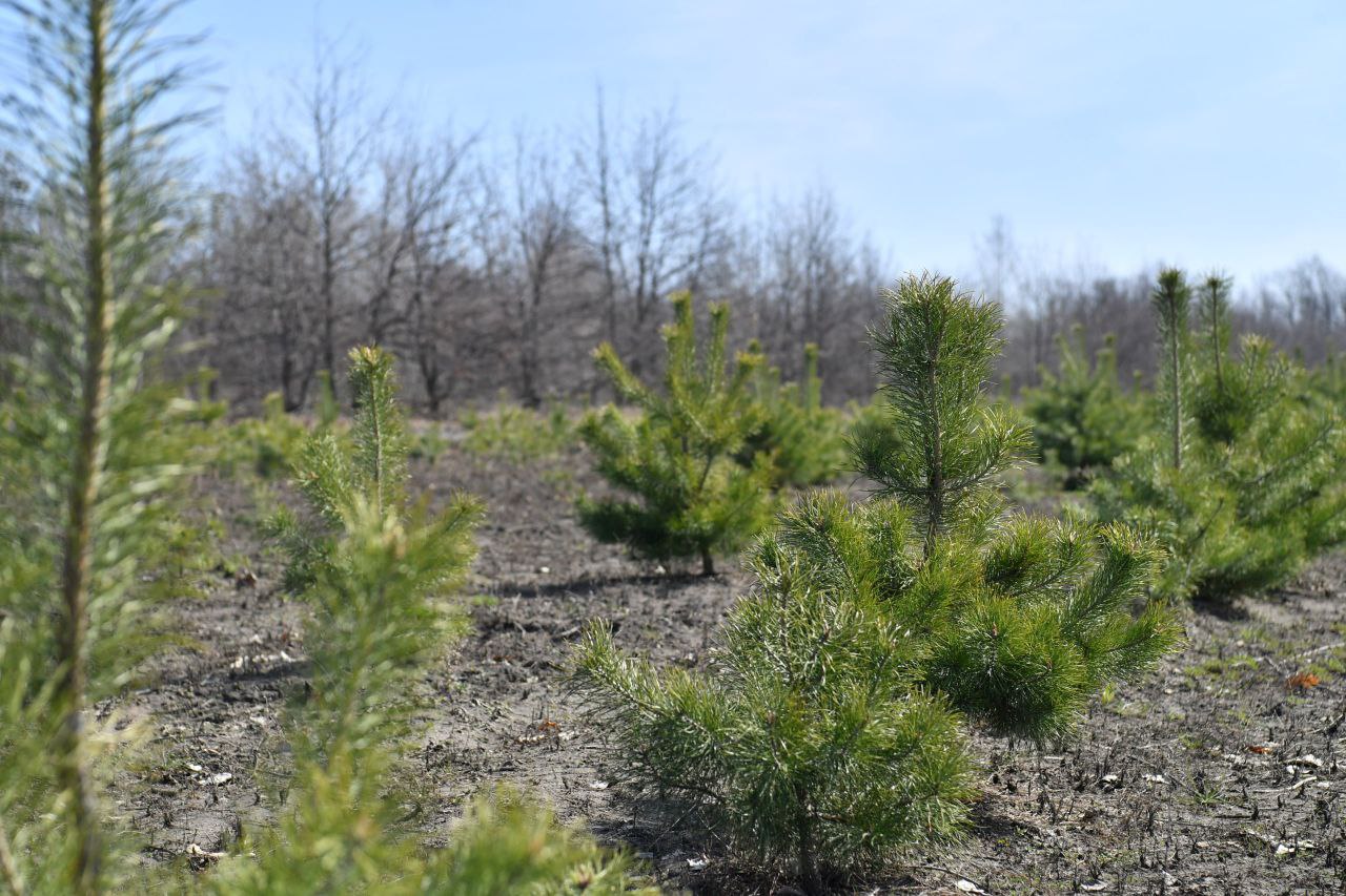 Лес, саженцы сосны