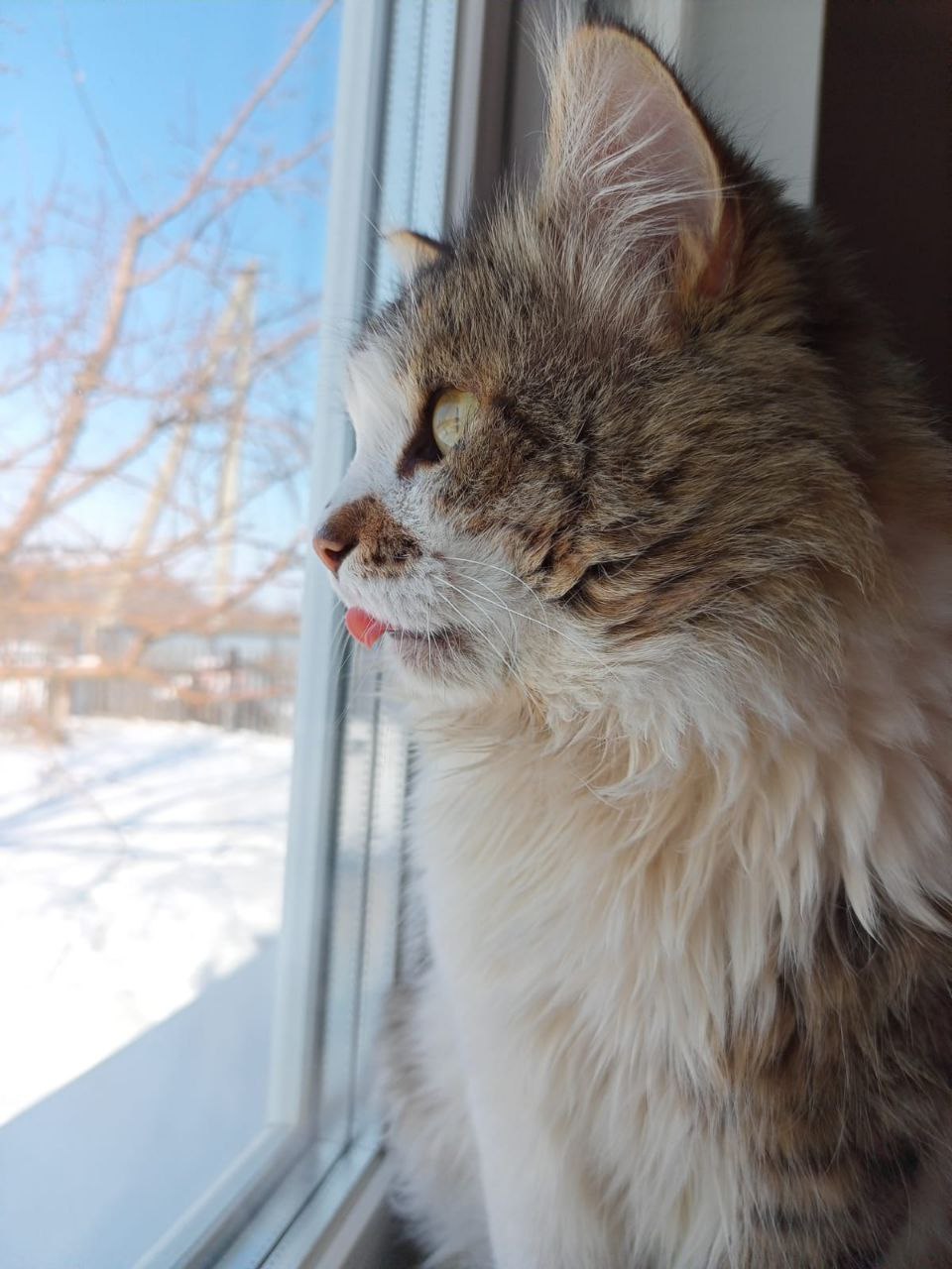 котик, погода, зима.jpg