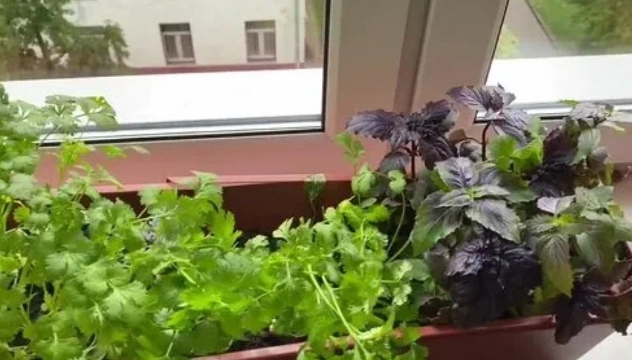 зелень на подоконнике.jpg