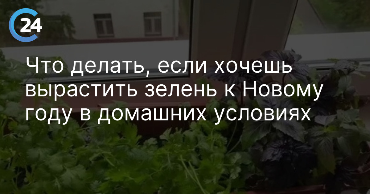 Что делать, если хочешь вырастить зелень к Новому году в домашних условиях