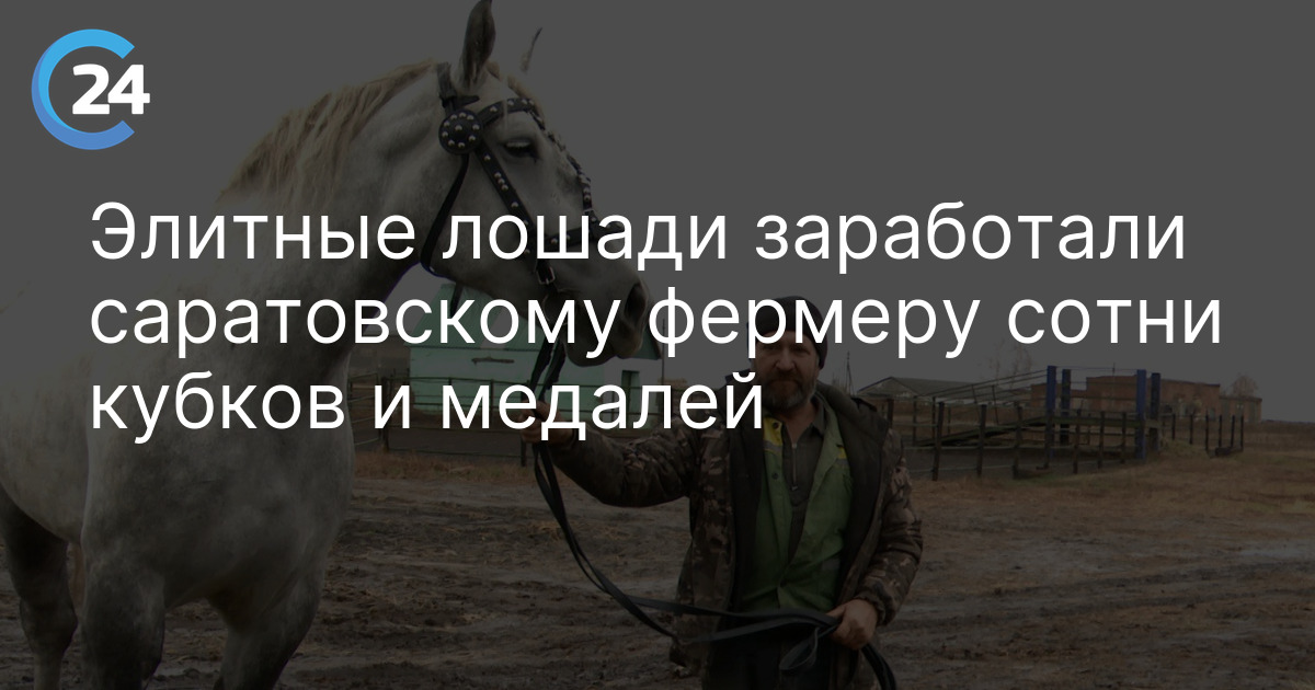 Элитные лошади заработали саратовскому фермеру сотни кубков и медалей
