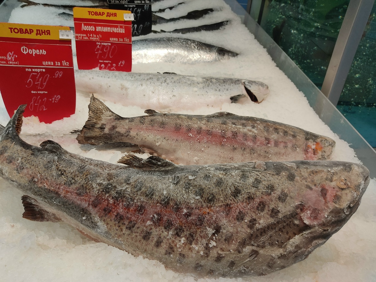 красная рыба, форель.jpg