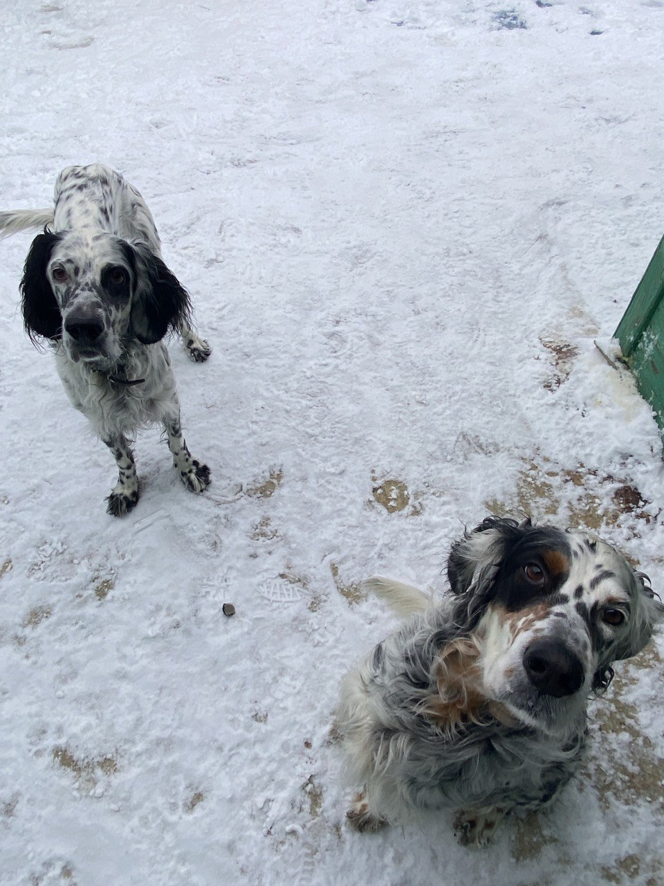 Собаки, зима
