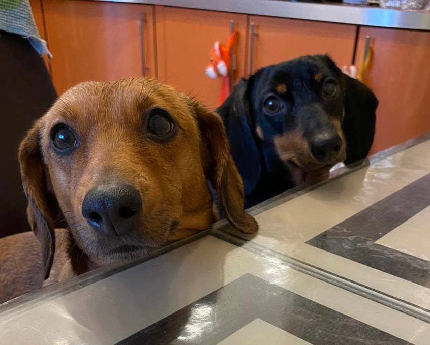 собаки, погода.jpg