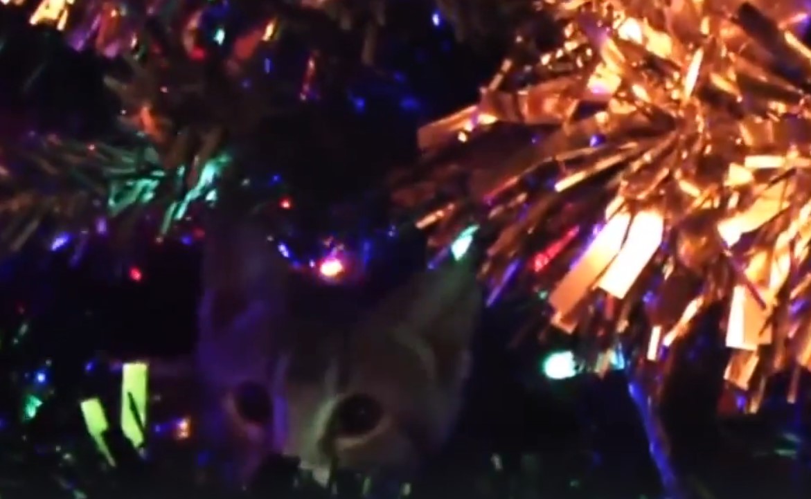 кошка и елка.jpg