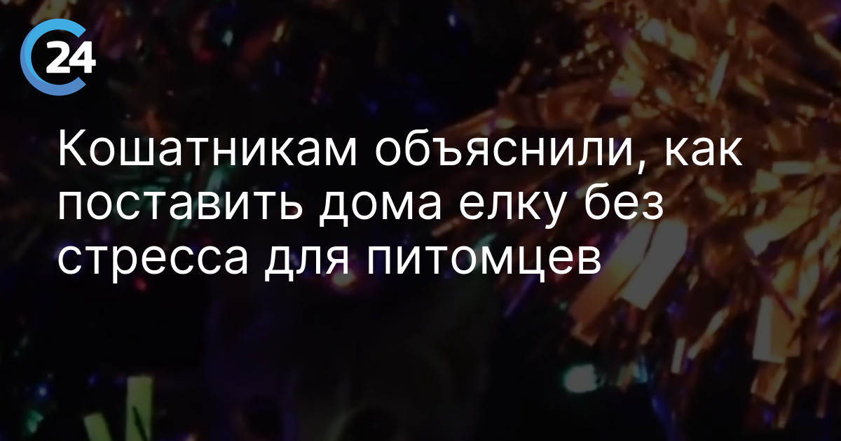 Кошатникам объяснили, как поставить дома елку без стресса для питомцев