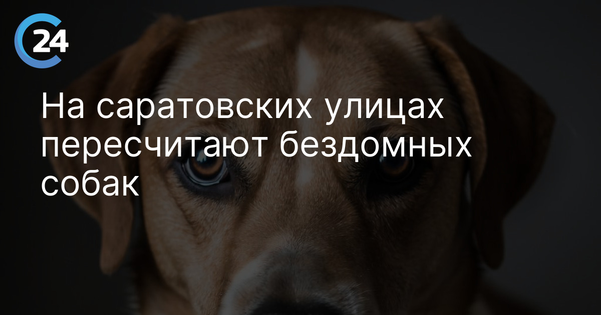 На саратовских улицах пересчитают бездомных собак