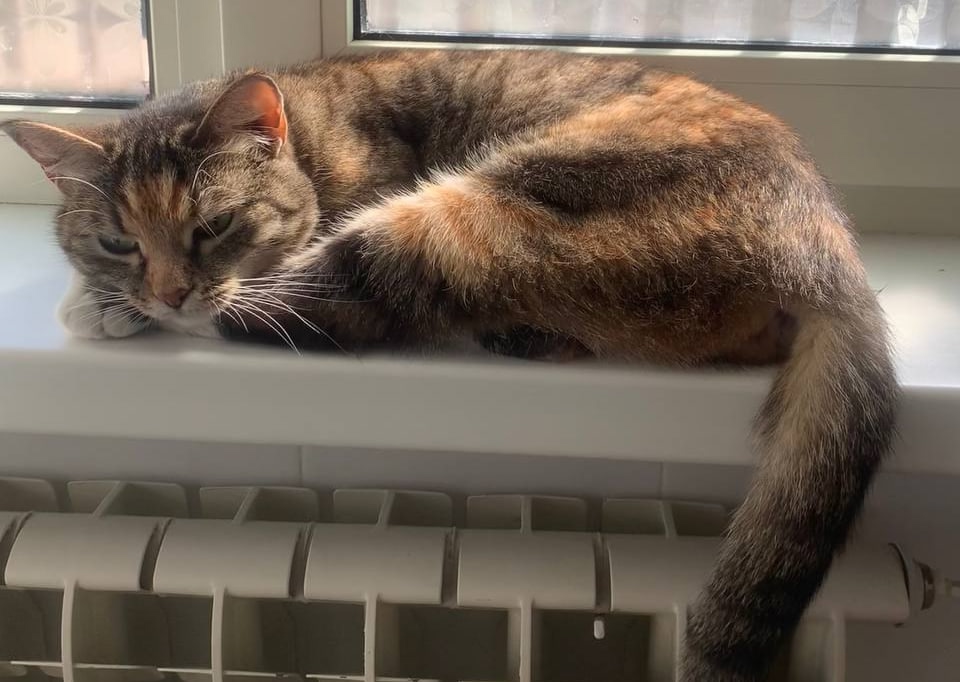 кошка, Круглова.jpg