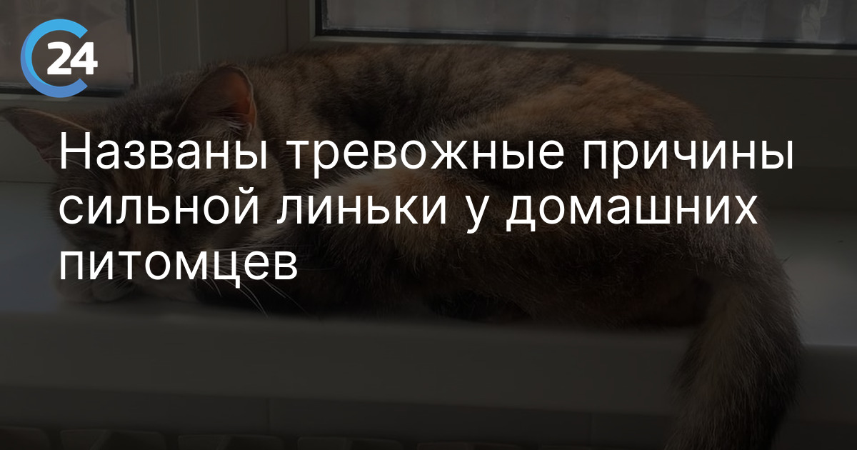 Названы тревожные причины сильной линьки у домашних питомцев