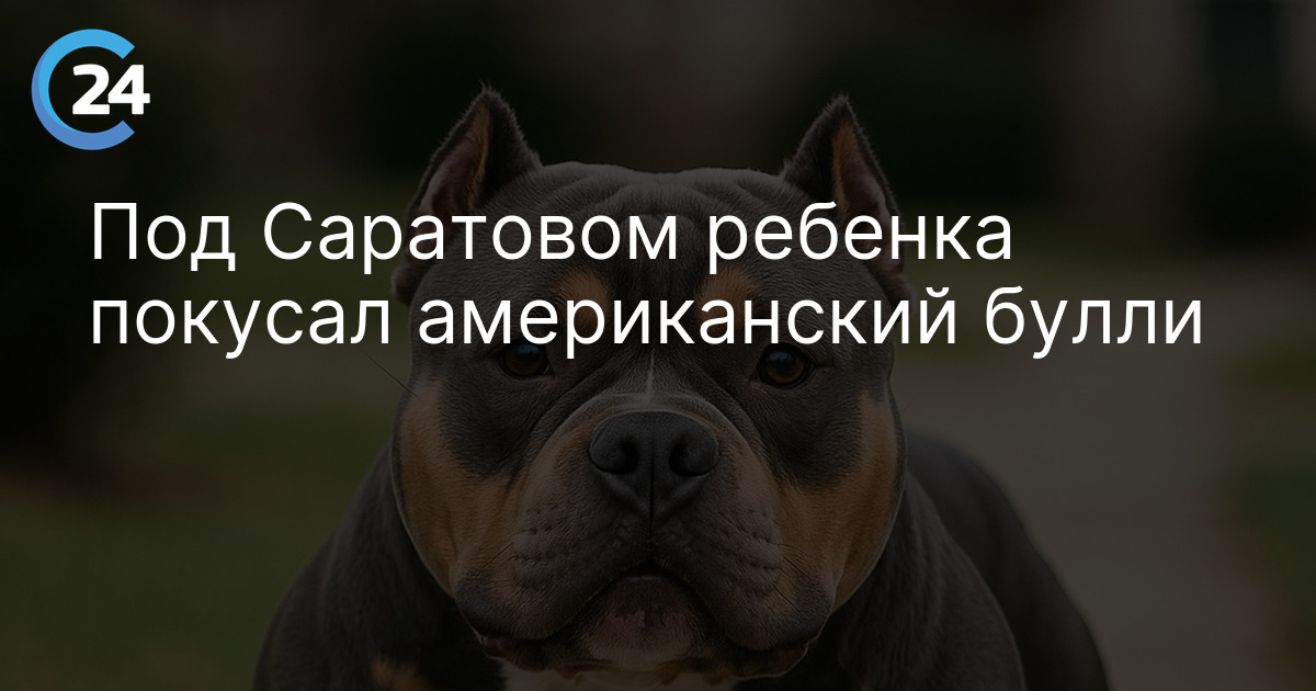 Под Саратовом ребенка покусал американский булли