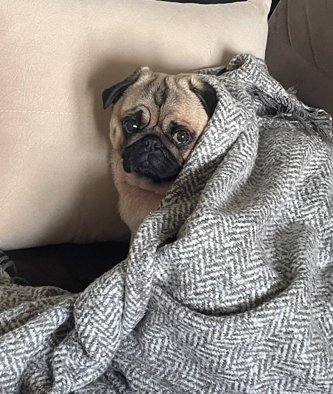 песик, погода.jpg