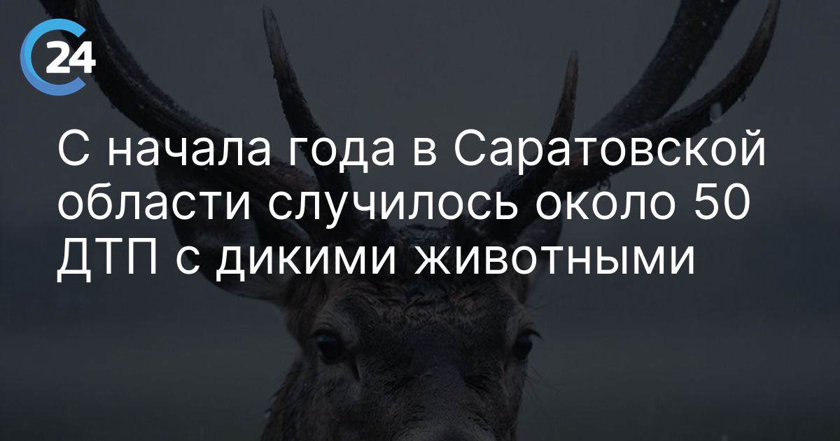 С начала года в Саратовской области случилось около 50 ДТП с дикими животными