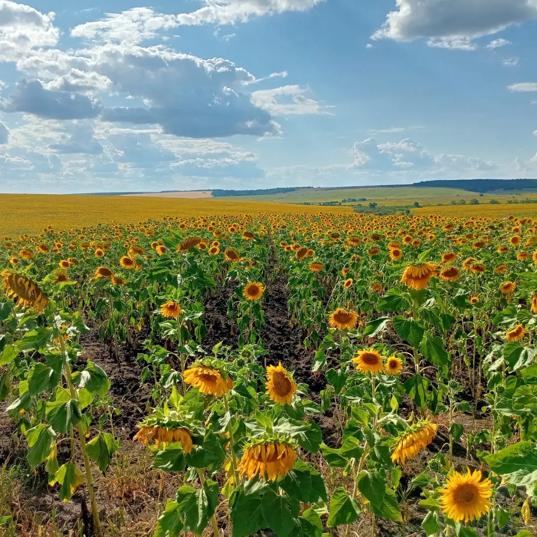 Подсолнечник