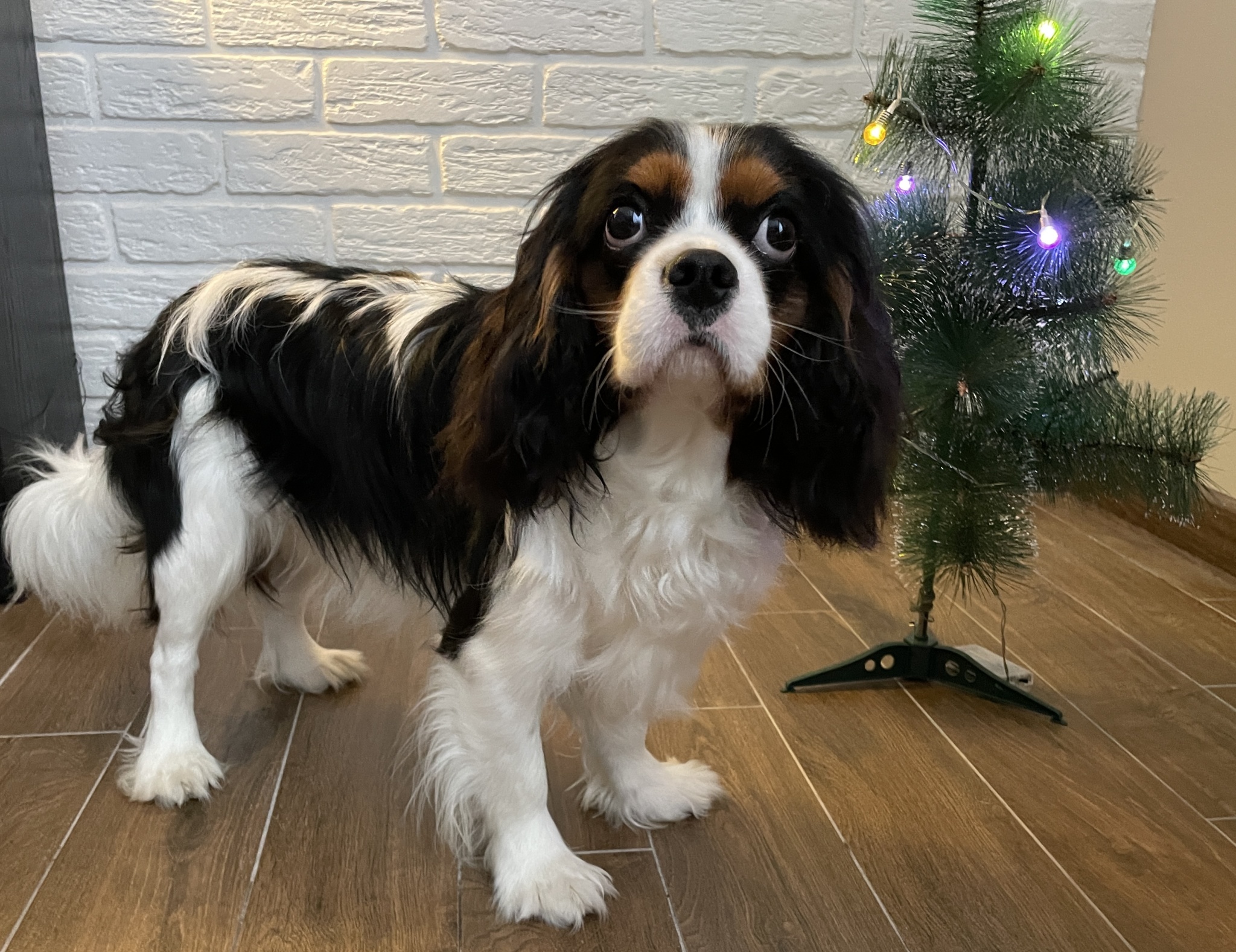 Собака, Новый год