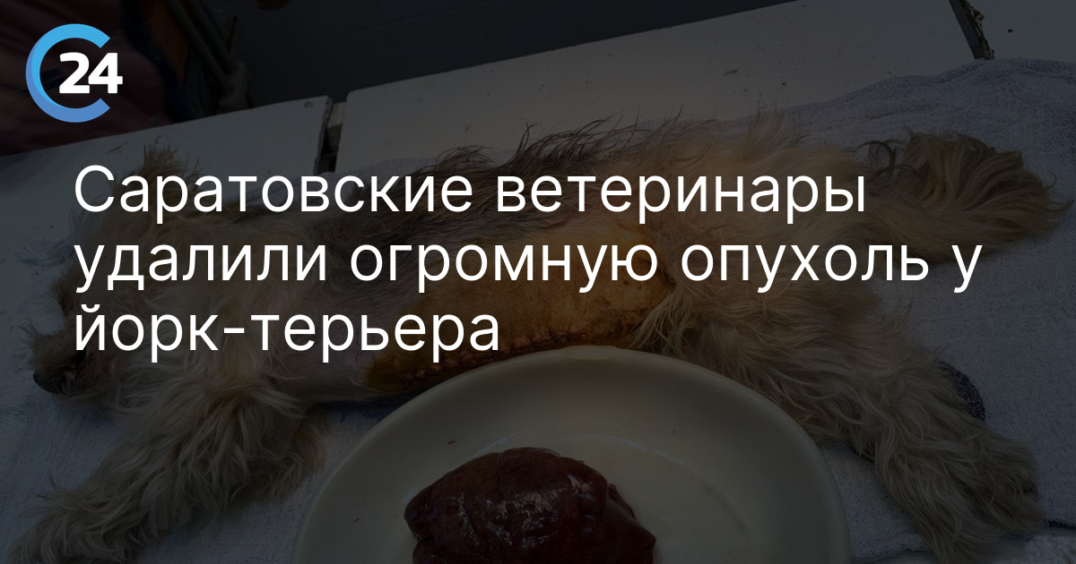 Саратовские ветеринары удалили огромную опухоль у йорк-терьера