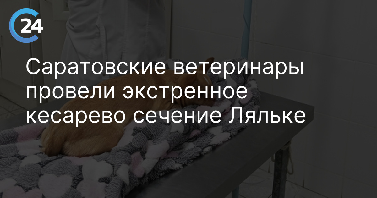 Саратовские ветеринары провели экстренное кесарево сечение Ляльке
