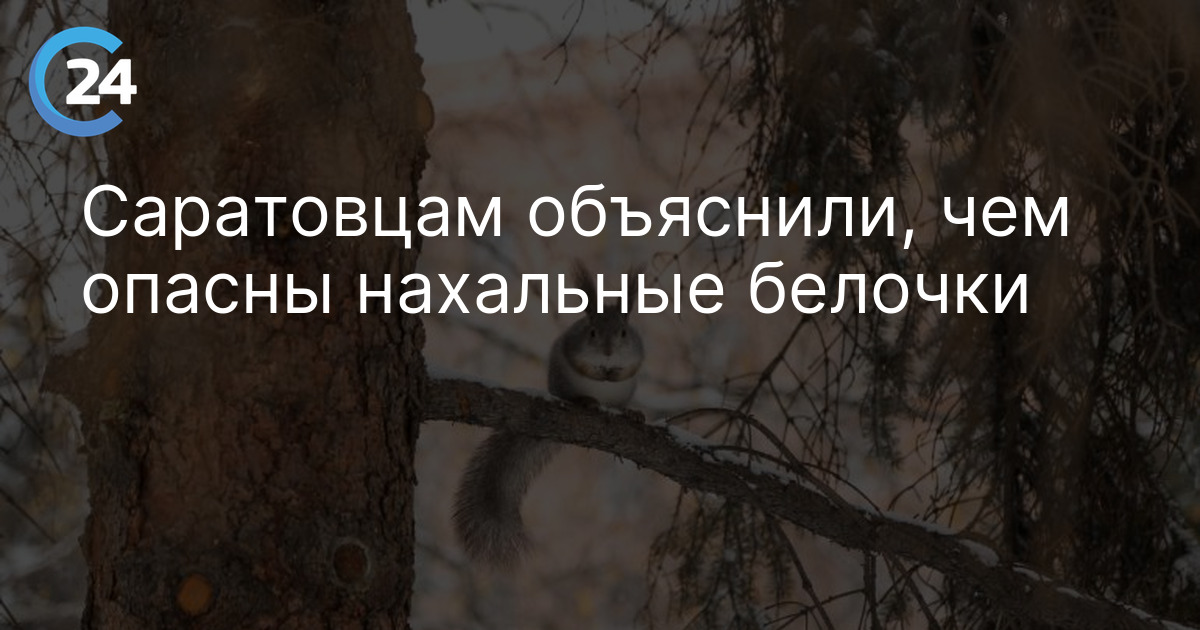 Саратовцам объяснили, чем опасны нахальные белочки