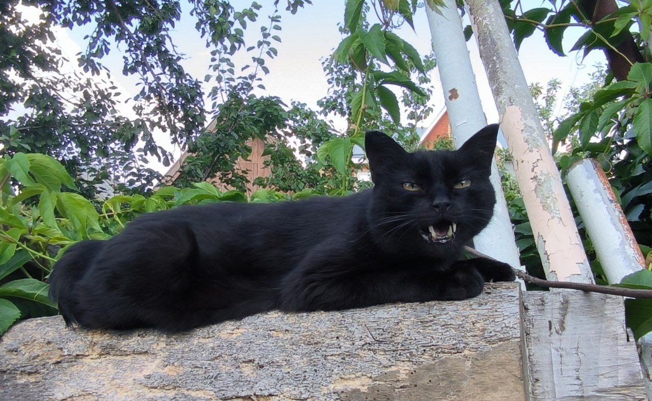 черная кошка, Круглова.jpg