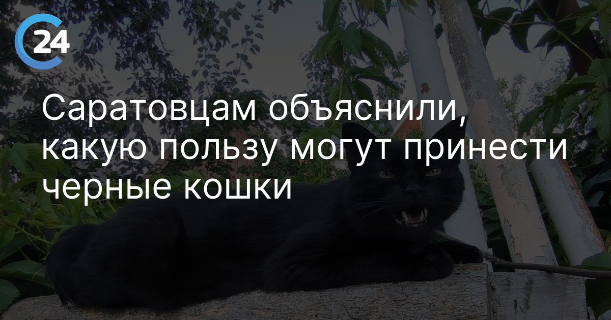 Саратовцам объяснили, какую пользу могут принести черные кошки