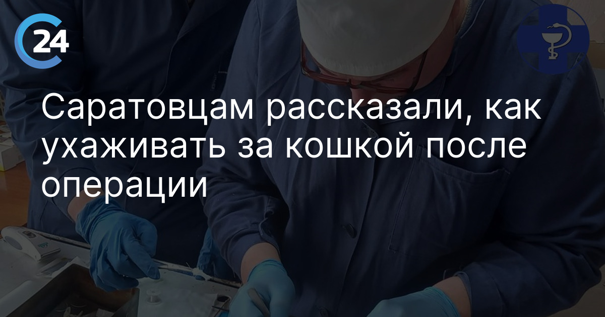 Саратовцам рассказали, как ухаживать за кошкой после операции