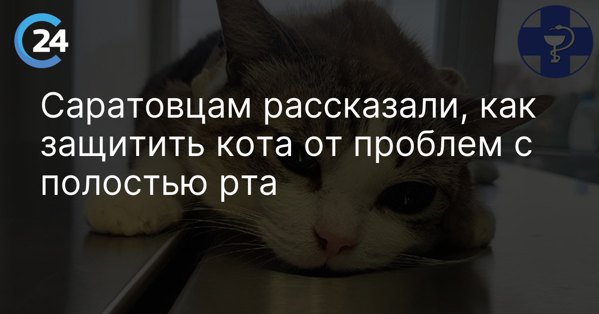 Саратовцам рассказали, как защитить кота от проблем с полостью рта