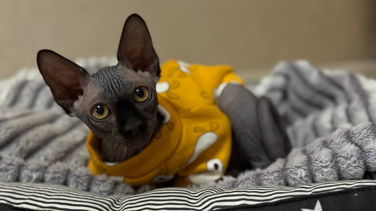 котик, погода.jpg