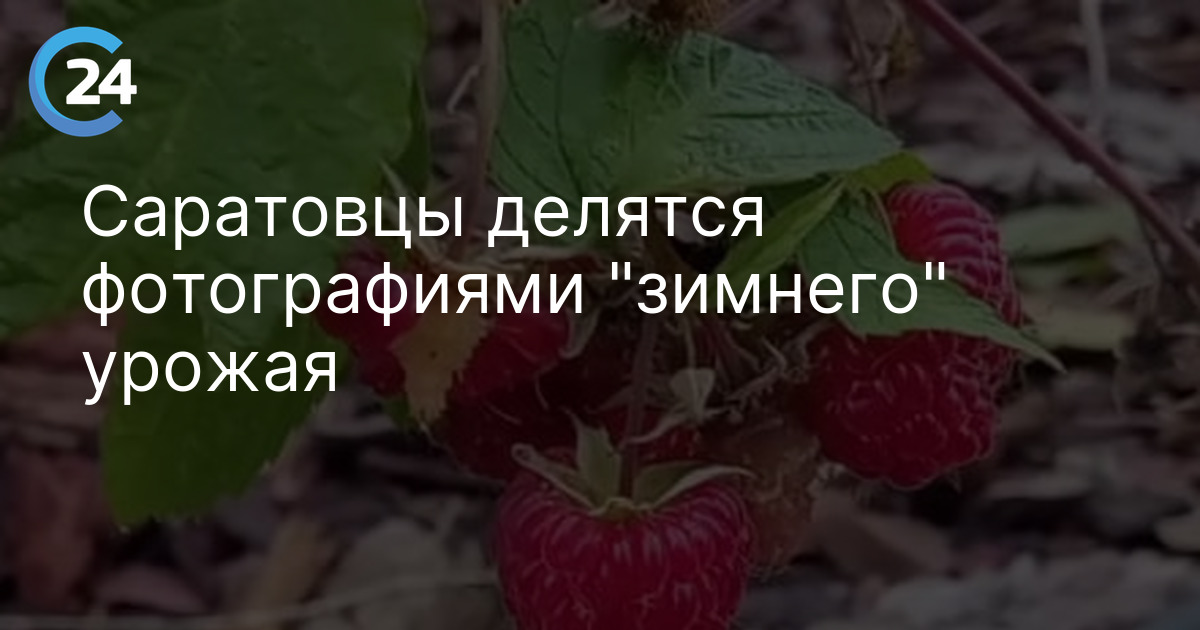 Саратовцы делятся фотографиями "зимнего" урожая