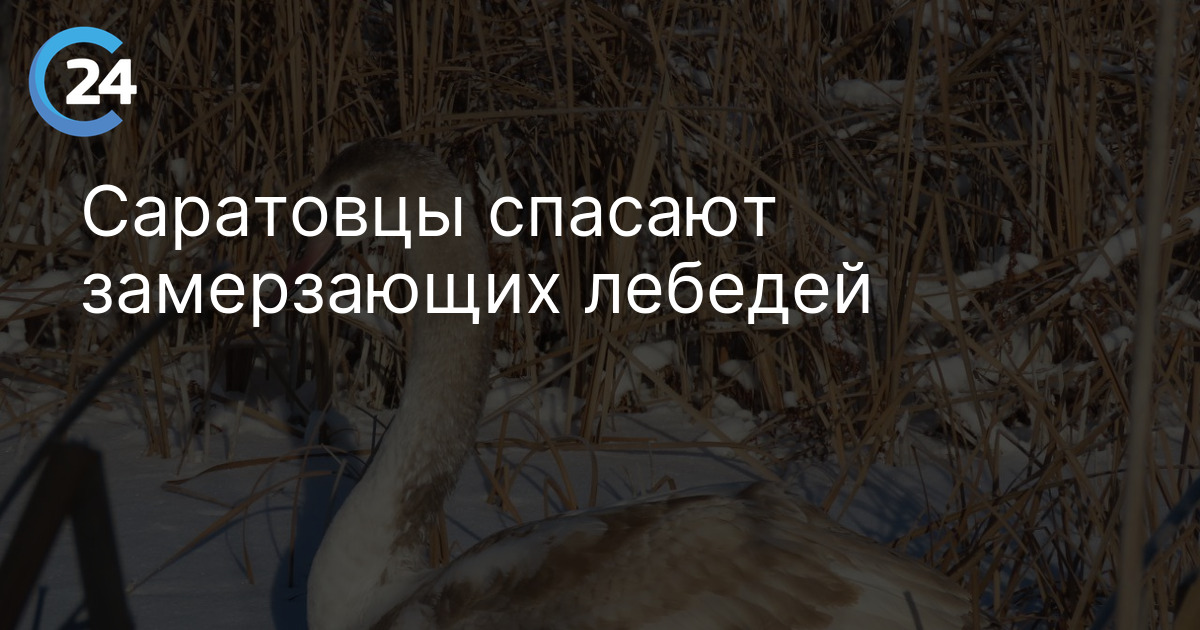 Саратовцы спасают замерзающих лебедей