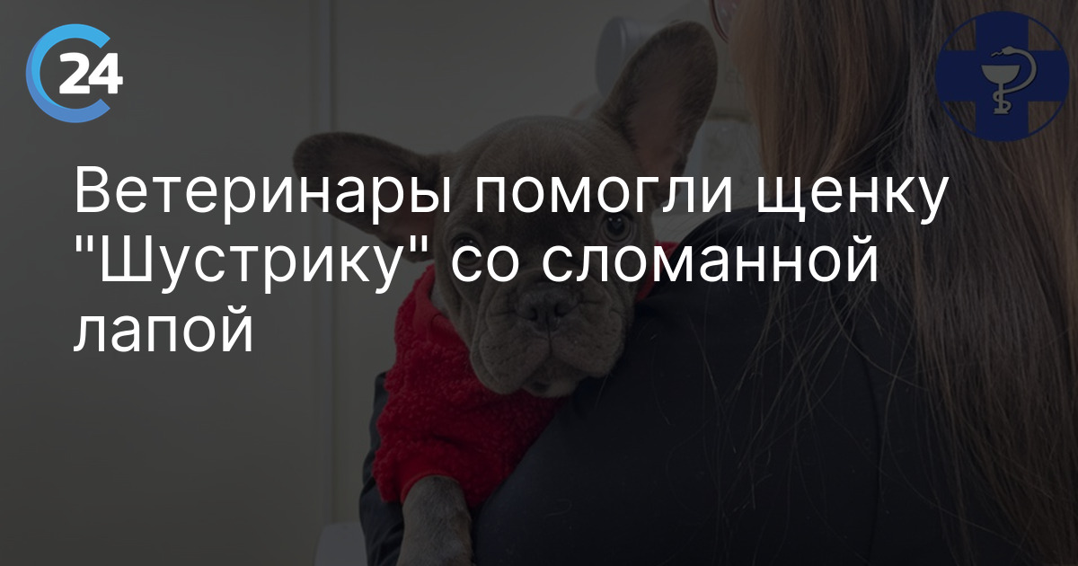 Ветеринары помогли щенку "Шустрику" со сломанной лапой