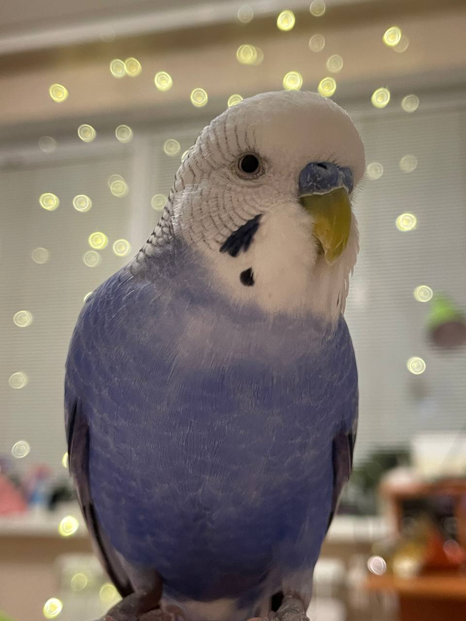 попугай, погода, фото подписчика.jpg