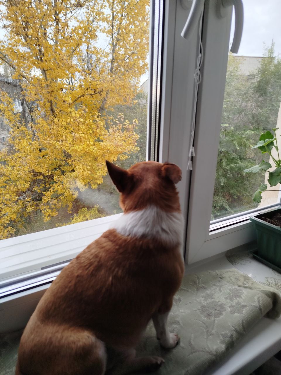 песик, осень.jpg