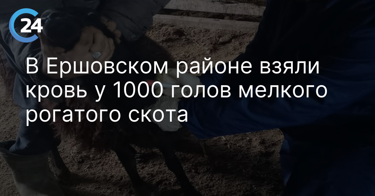 В Ершовском районе взяли кровь у 1000 голов мелкого рогатого скота