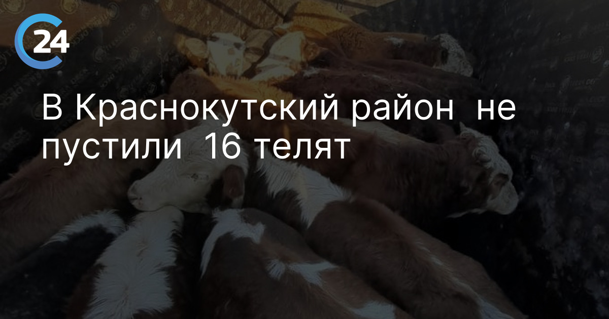 16 телят не пустили в Краснокутский район