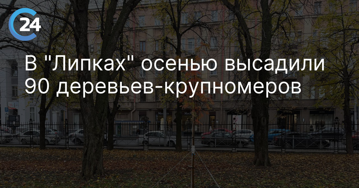 В "Липках" осенью высадили 90 деревьев-крупномеров