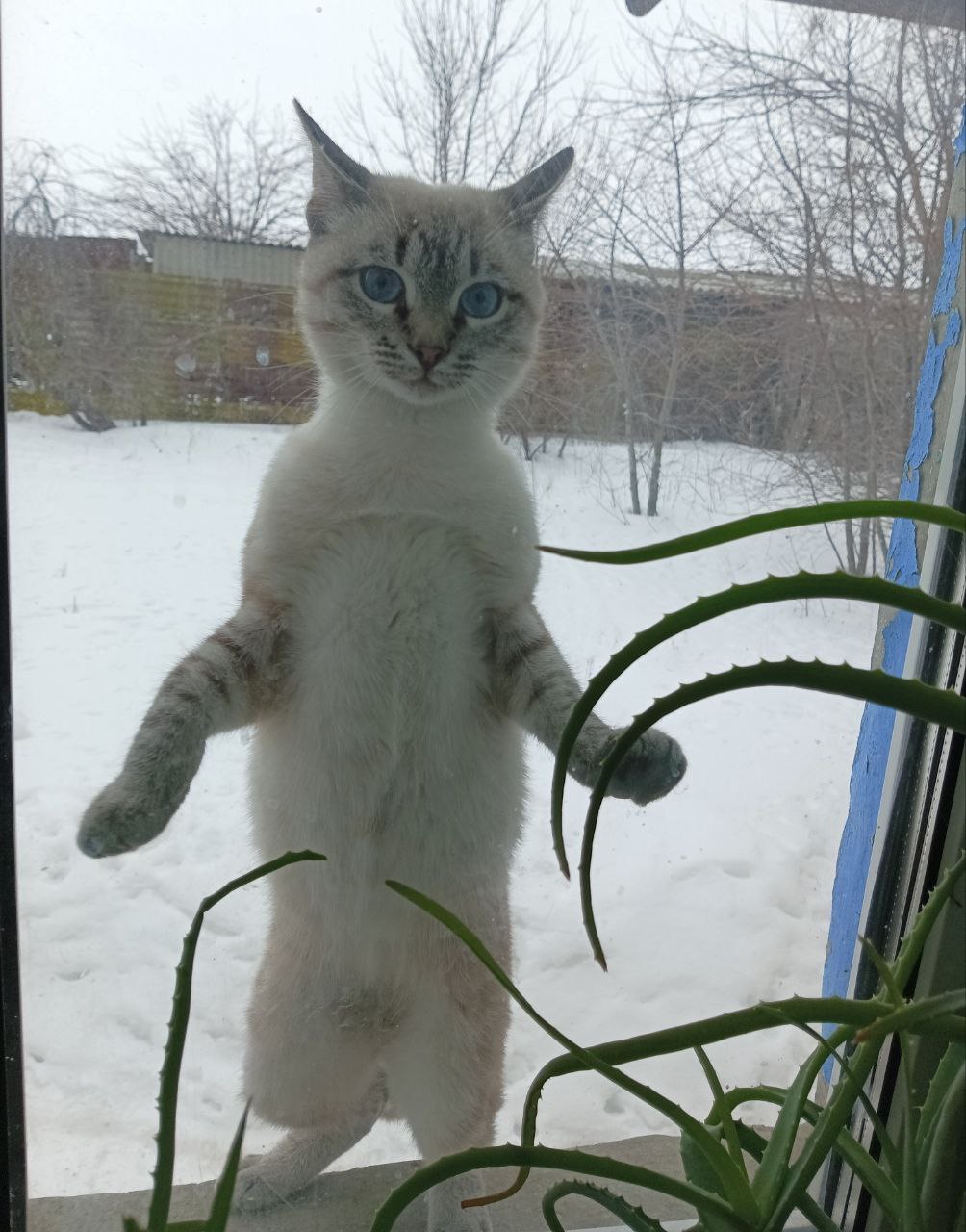 погода, зима.jpg