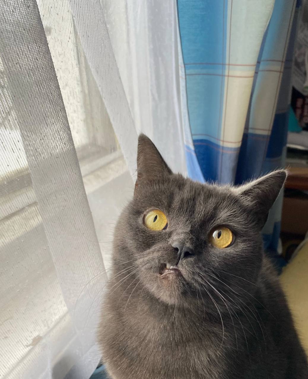 котик, погода.jpg