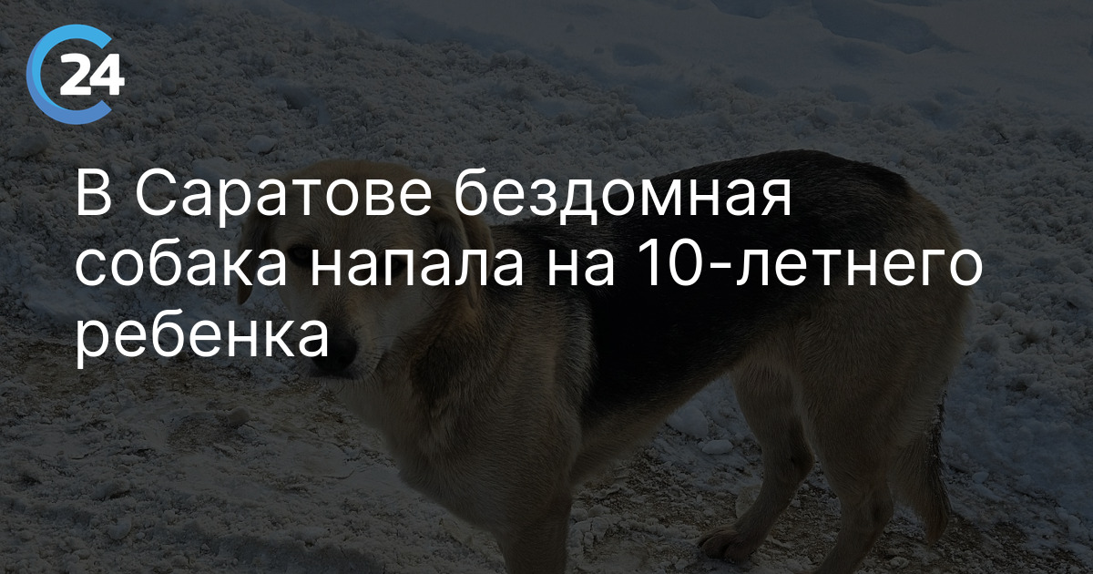 В Саратове бездомная собака напала на 10-летнего ребенка
