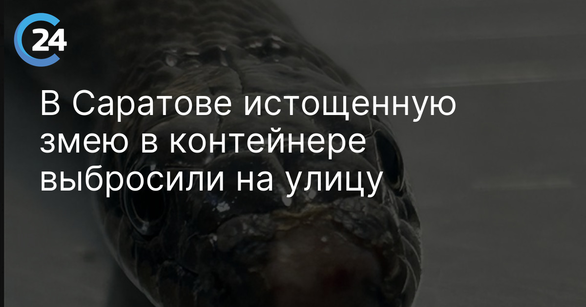 В Саратове истощенную змею в контейнере выбросили на улицу