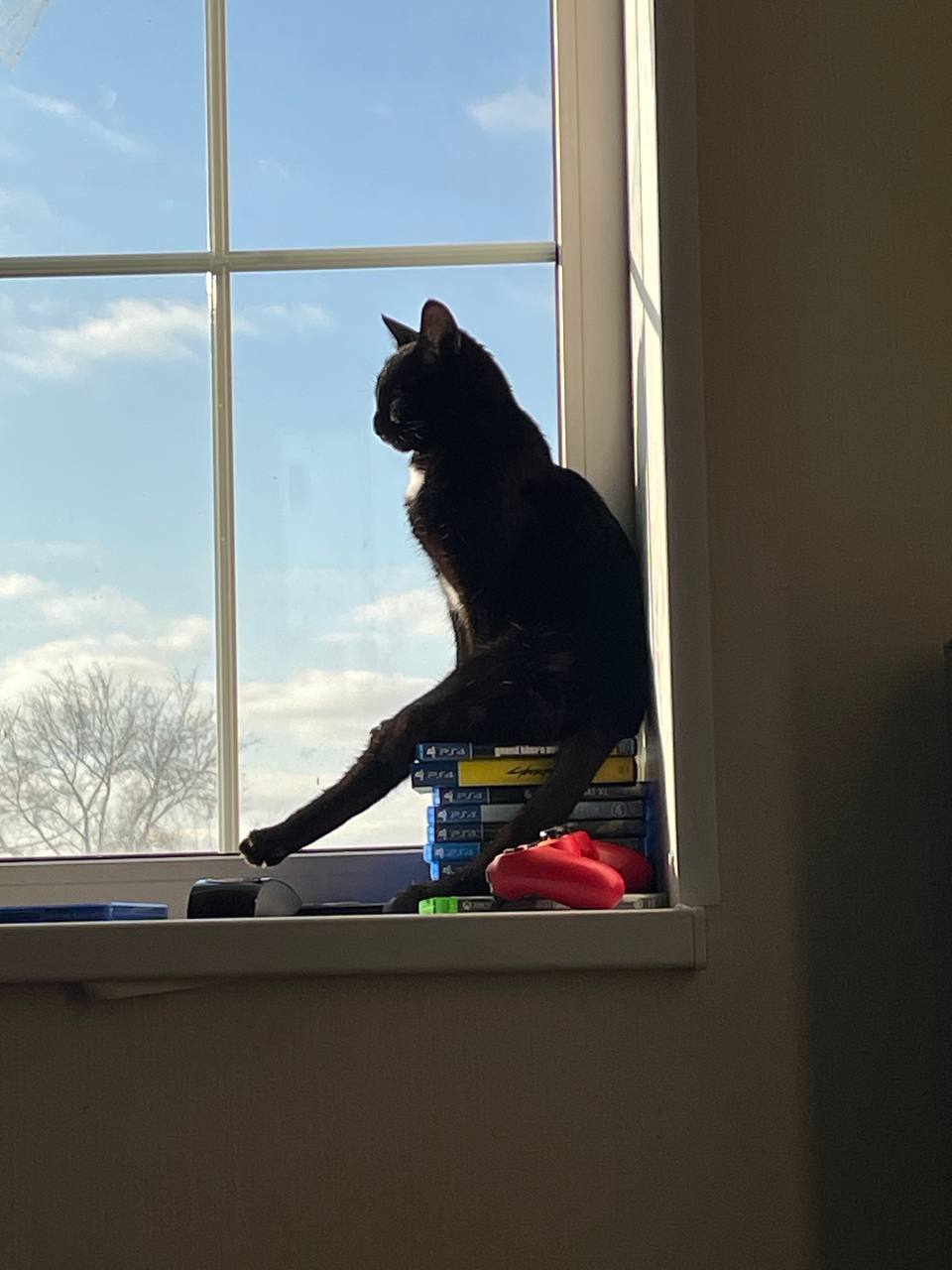 погода, кот, фото подписчика.jpg