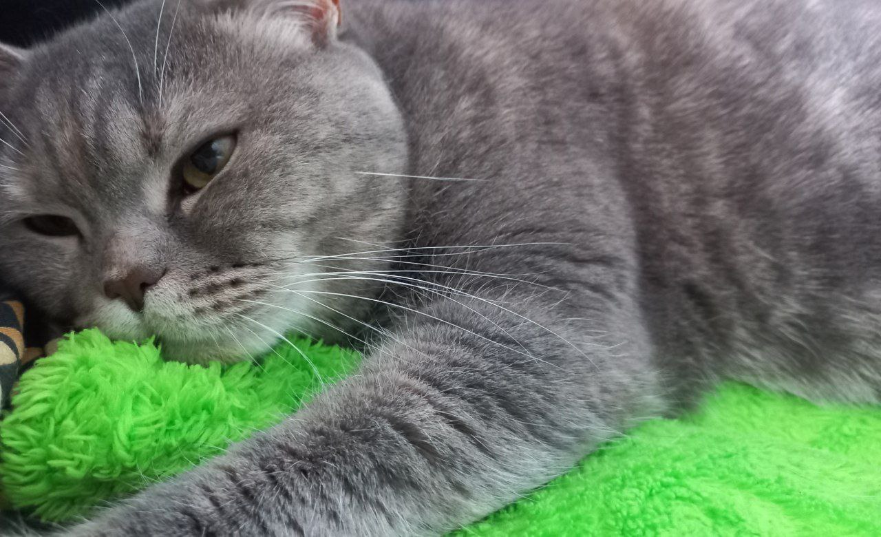 котик спит, погода, фото подписчика.jpg