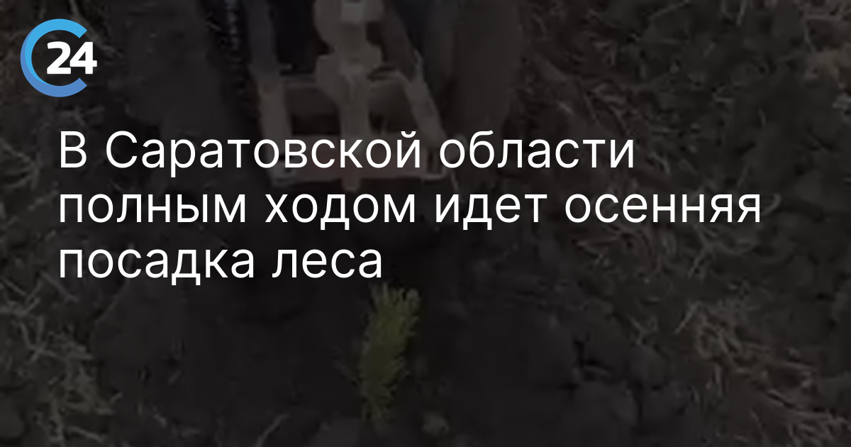 В Саратовской области полным ходом идет осенняя посадка леса