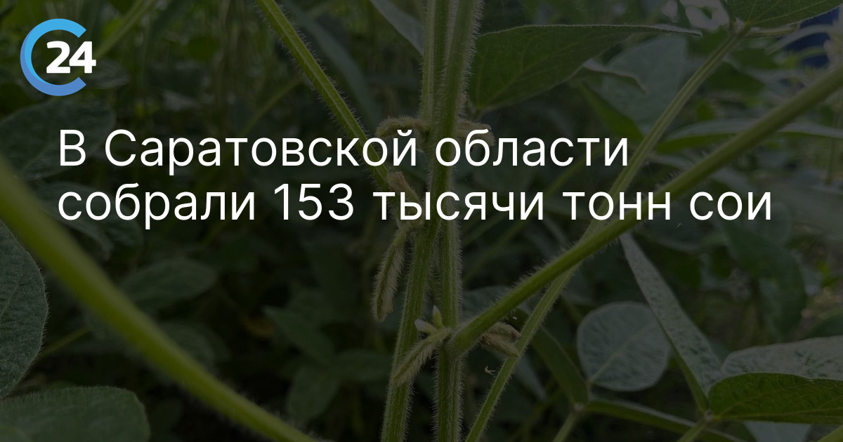 В Саратовской области собрали 153 тысячи тонн сои