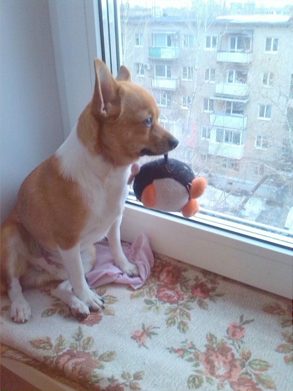 песик, погода, зима.jpg