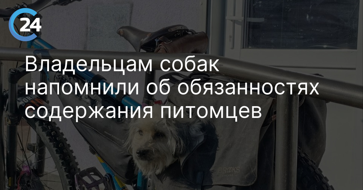 Владельцам собак напомнили об обязанностях содержания питомцев