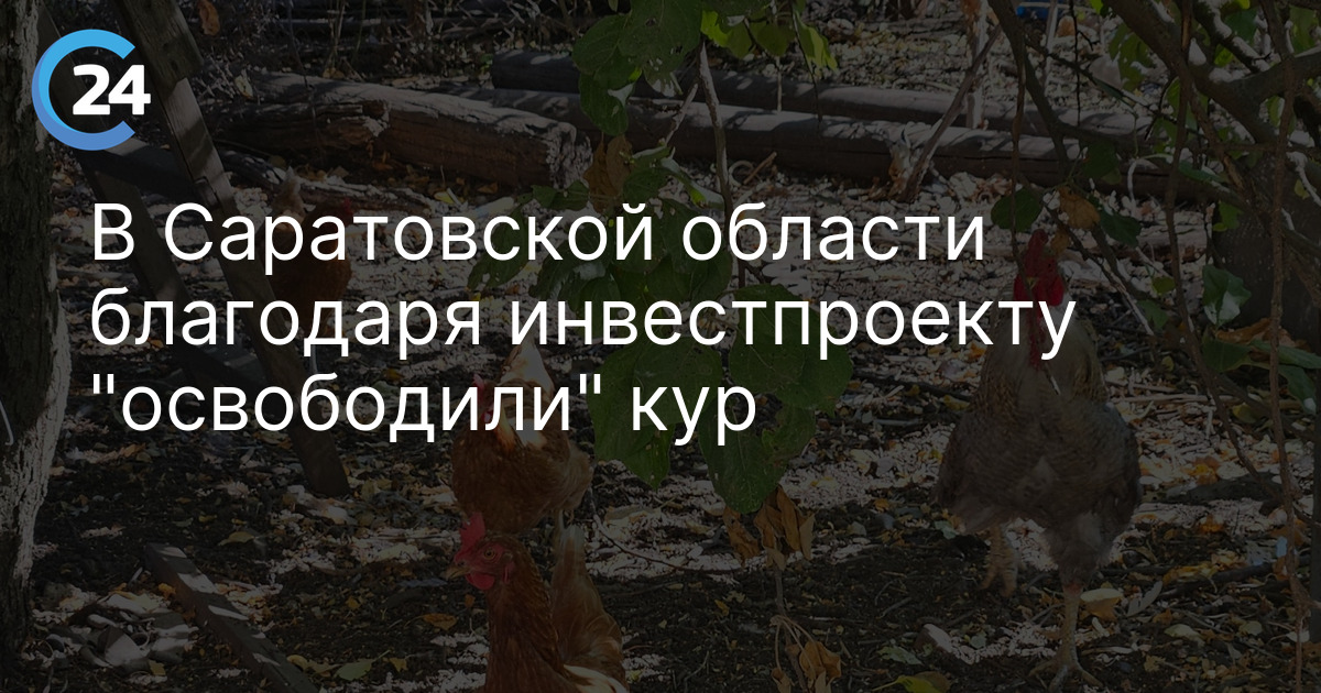 В Саратовской области благодаря инвестпроекту "освободили" кур