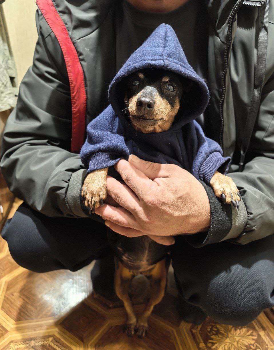 песик, погода.jpg