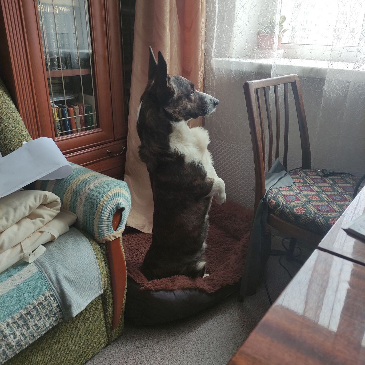 песик, погода.jpg